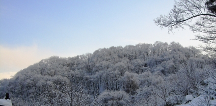 2010.1.25.裏山（4）.JPG