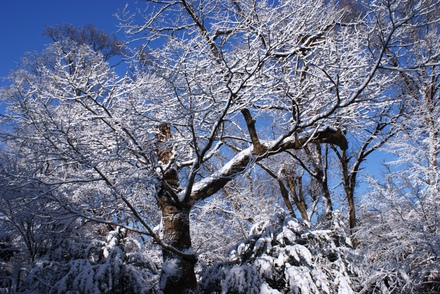 6.2012.11.28雪景色web.JPG