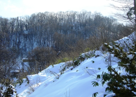 2010.1.19裏山.JPG