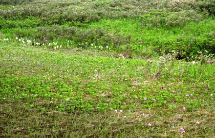 3.ミズバショウとショウジョウバカマｗ.JPG